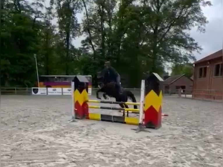 Cavallo sportivo belga Castrone 6 Anni 165 cm Morello in Hechtel eksel