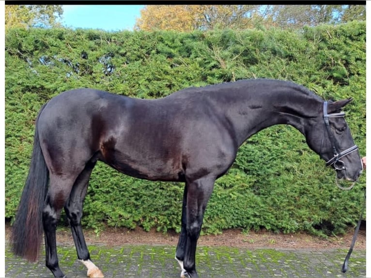 Cavallo sportivo belga Castrone 6 Anni 165 cm Morello in Hechtel eksel