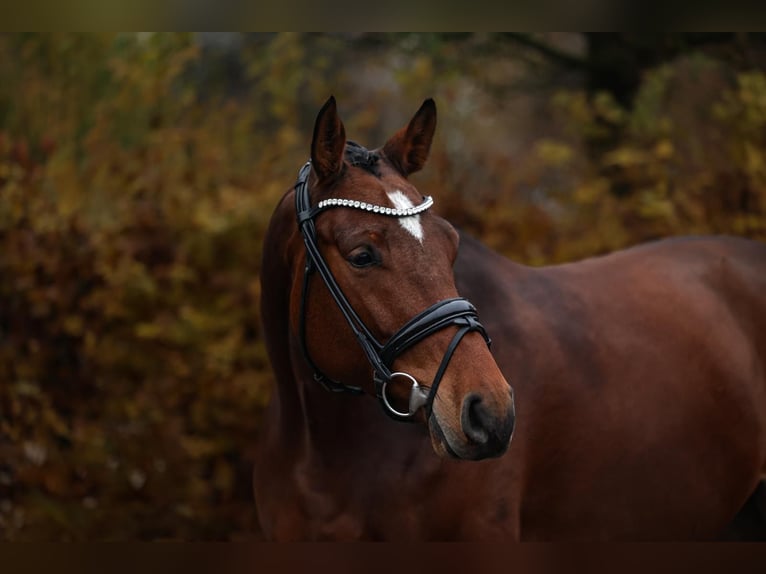 Cavallo sportivo belga Castrone 6 Anni 168 cm Baio in Unterneukirchen