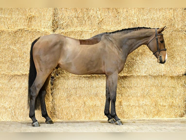 Cavallo sportivo belga Castrone 6 Anni 169 cm Baio in Bladel