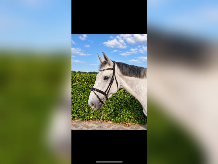 Cavallo sportivo belga Castrone 6 Anni 170 cm Grigio in Nettetal