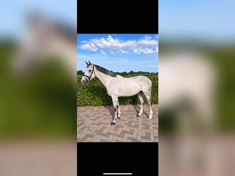 Cavallo sportivo belga Castrone 6 Anni 170 cm Grigio in Nettetal