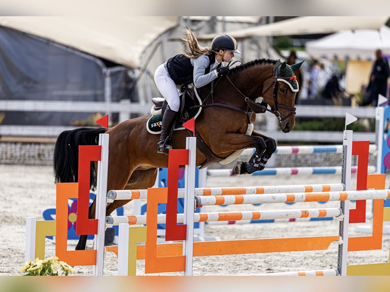 Cavallo sportivo belga Castrone 6 Anni 172 cm Baio ciliegia in Pilsen