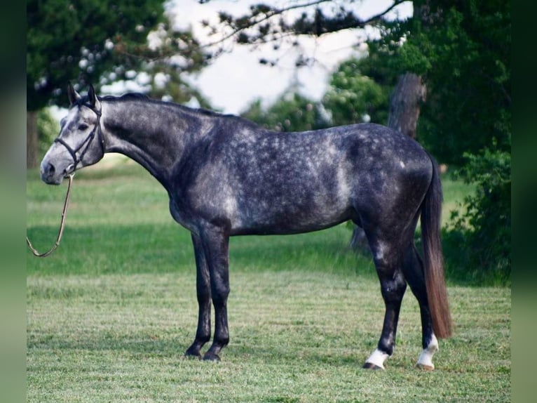 Cavallo sportivo belga Castrone 6 Anni 172 cm Grigio ferro in Borstel