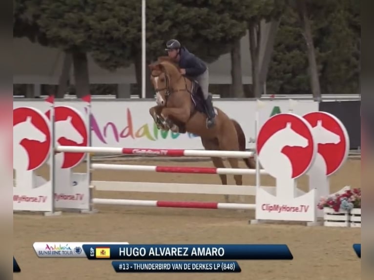 Cavallo sportivo belga Castrone 6 Anni in Brunete