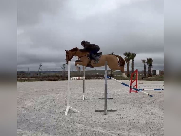 Cavallo sportivo belga Castrone 6 Anni in Brunete