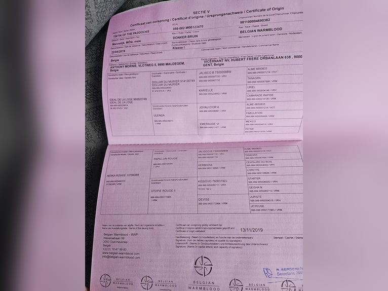 Cavallo sportivo belga Castrone 7 Anni 163 cm Baio in Wommelgem