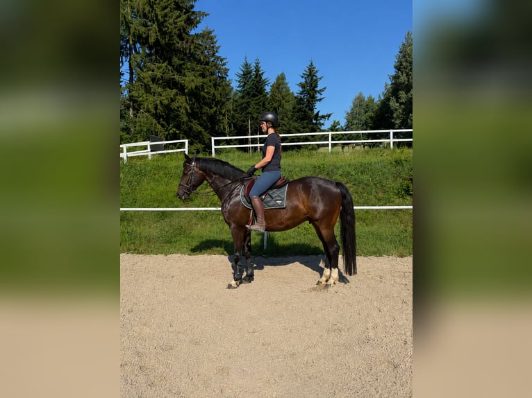 Cavallo sportivo belga Castrone 7 Anni 164 cm Baio scuro in Pelmberg