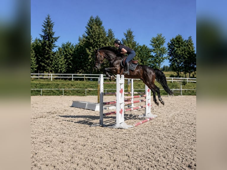Cavallo sportivo belga Castrone 7 Anni 164 cm Baio scuro in Pelmberg