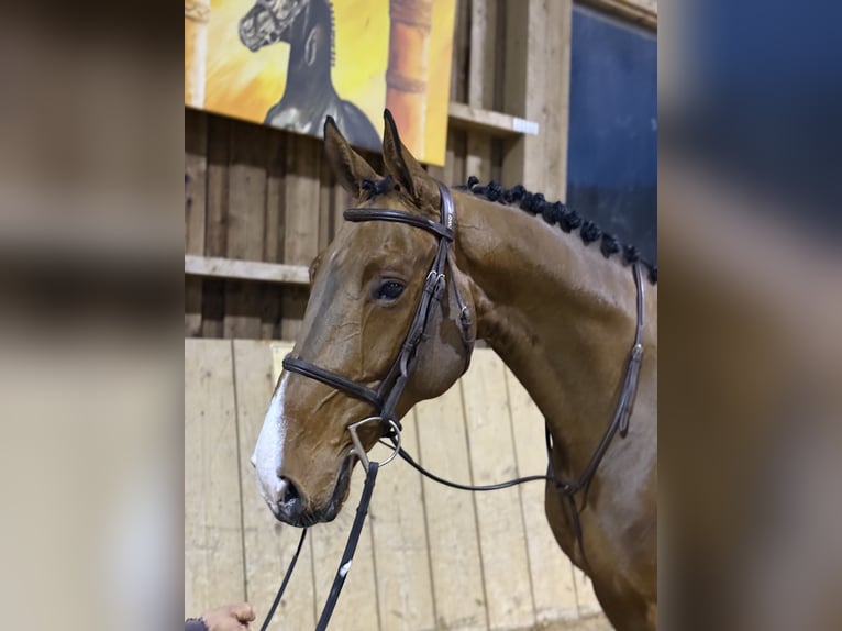 Cavallo sportivo belga Castrone 7 Anni 168 cm Baio in Altusried