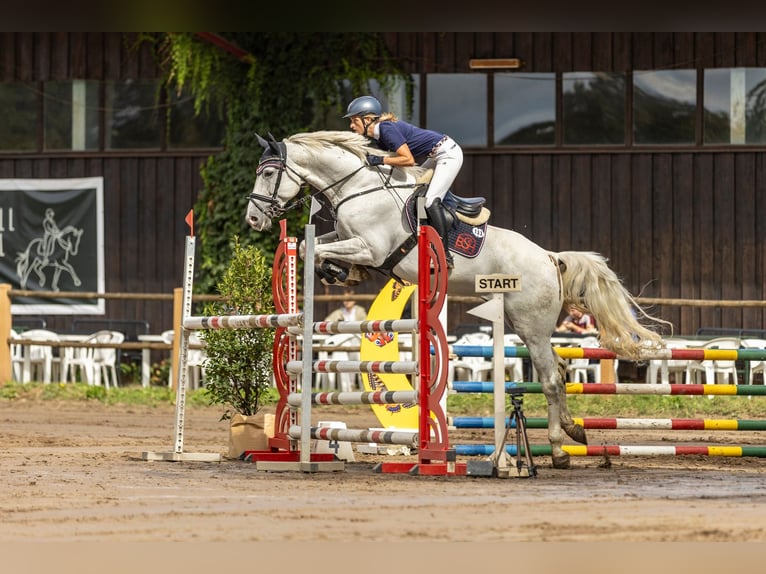 Cavallo sportivo belga Castrone 7 Anni 168 cm Grigio in Roßdorfs
