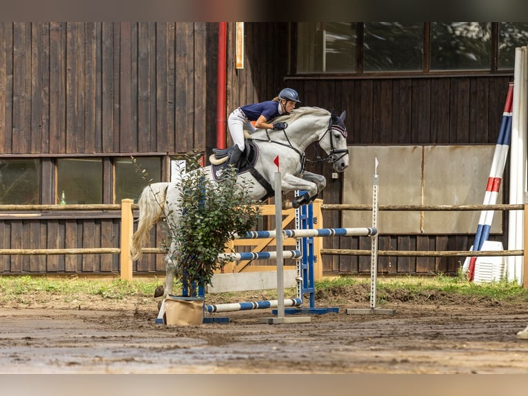 Cavallo sportivo belga Castrone 7 Anni 168 cm Grigio in Roßdorfs