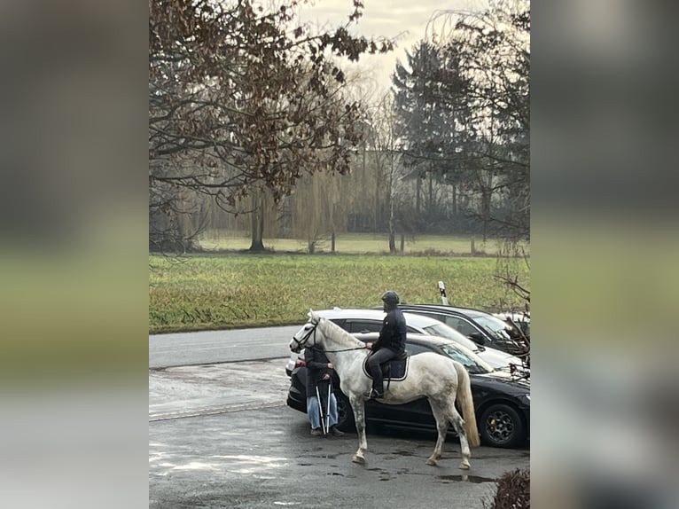 Cavallo sportivo belga Castrone 7 Anni 168 cm Grigio in Roßdorfs