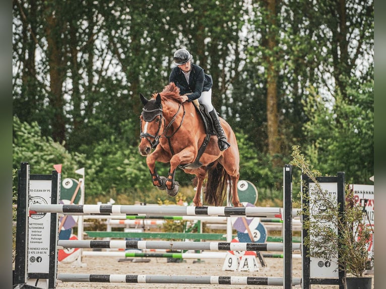 Cavallo sportivo belga Castrone 7 Anni 168 cm Sauro in Dalhem