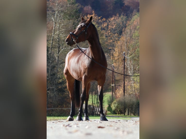 Cavallo sportivo belga Castrone 7 Anni 170 cm Baio in Tillmitsch