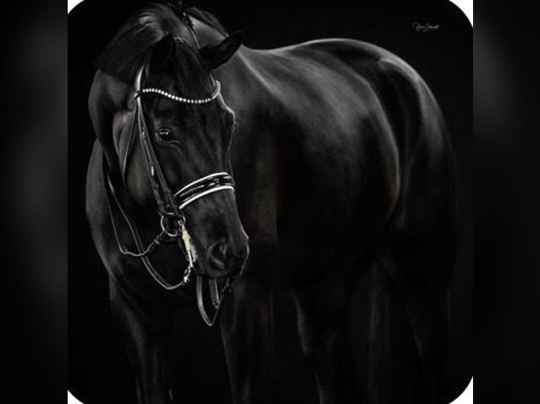 Cavallo sportivo belga Castrone 8 Anni 165 cm Morello in Hatten