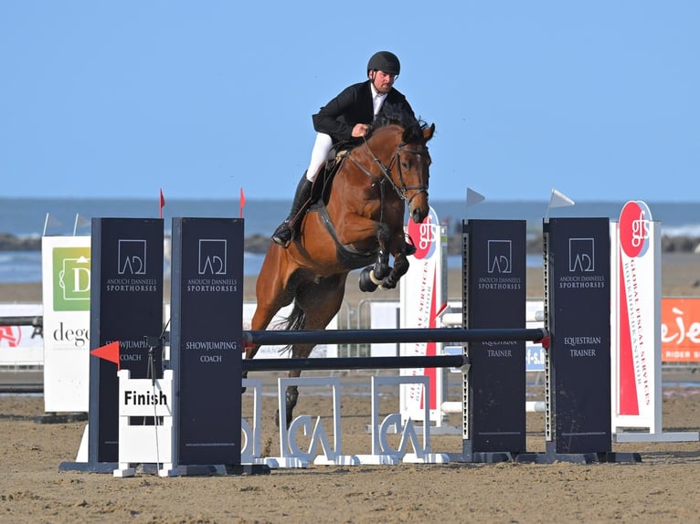 Cavallo sportivo belga Castrone 8 Anni 167 cm Baio in Tessenderlo