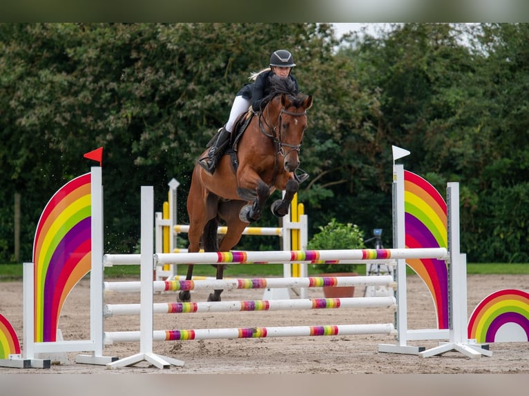 Cavallo sportivo belga Castrone 8 Anni 167 cm Baio in Tessenderlo