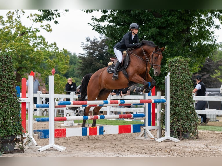 Cavallo sportivo belga Castrone 8 Anni 167 cm Baio in Tessenderlo