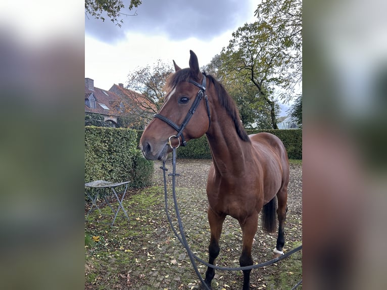 Cavallo sportivo belga Castrone 8 Anni 170 cm Baio in Neerglabbeek