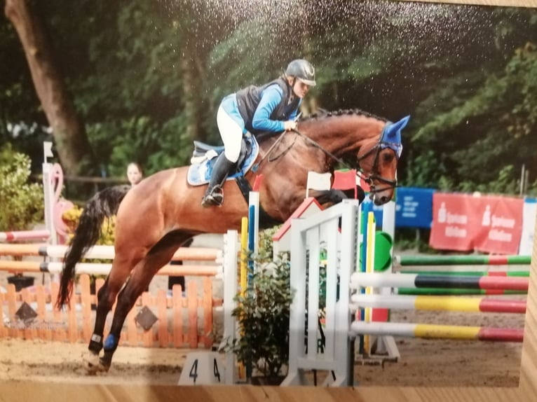 Cavallo sportivo belga Castrone 9 Anni 178 cm Baio scuro in Düren