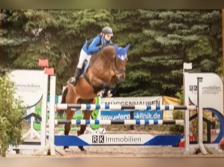 Cavallo sportivo belga Castrone 9 Anni 178 cm Baio scuro in Düren