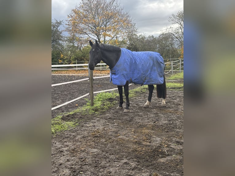 Cavallo sportivo belga Castrone 9 Anni 180 cm Morello in Hannover
