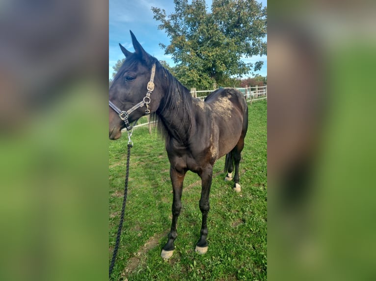 Cavallo sportivo belga Giumenta 10 Anni 160 cm Baio scuro in Leverkusen
