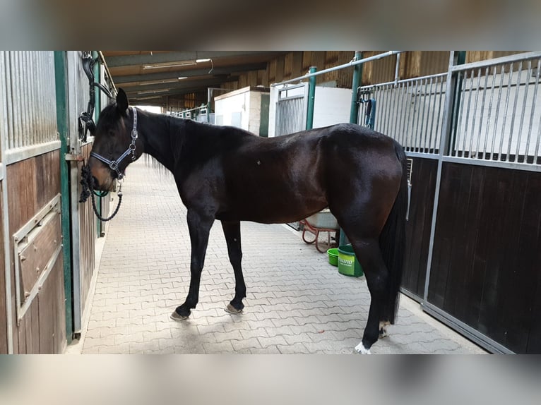 Cavallo sportivo belga Giumenta 10 Anni 160 cm Baio scuro in Leverkusen