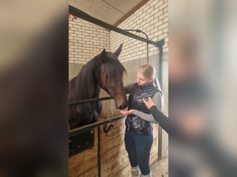 Cavallo sportivo belga Giumenta 10 Anni 160 cm Baio scuro in Leverkusen