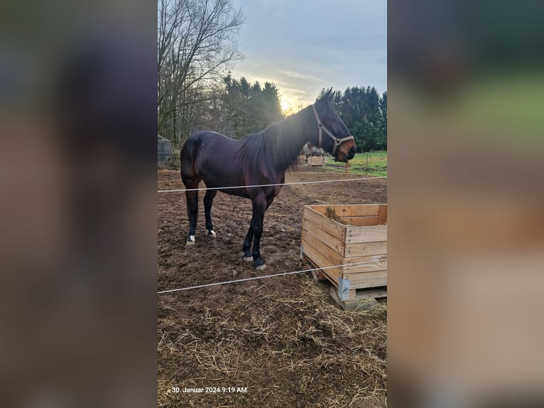 Cavallo sportivo belga Giumenta 10 Anni 160 cm Baio scuro in Leverkusen