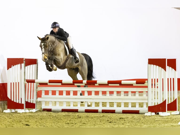 Cavallo sportivo belga Giumenta 10 Anni 167 cm Baio in Waddinxveen