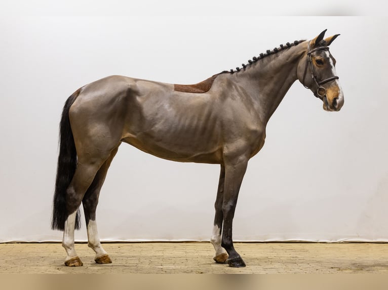 Cavallo sportivo belga Giumenta 10 Anni 167 cm Baio in Waddinxveen