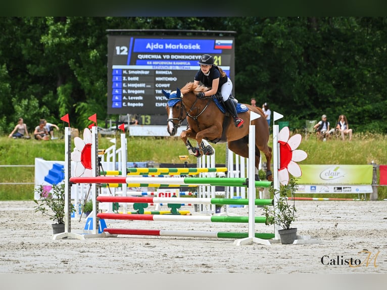 Cavallo sportivo belga Giumenta 10 Anni 168 cm Sauro scuro in ŠTORE