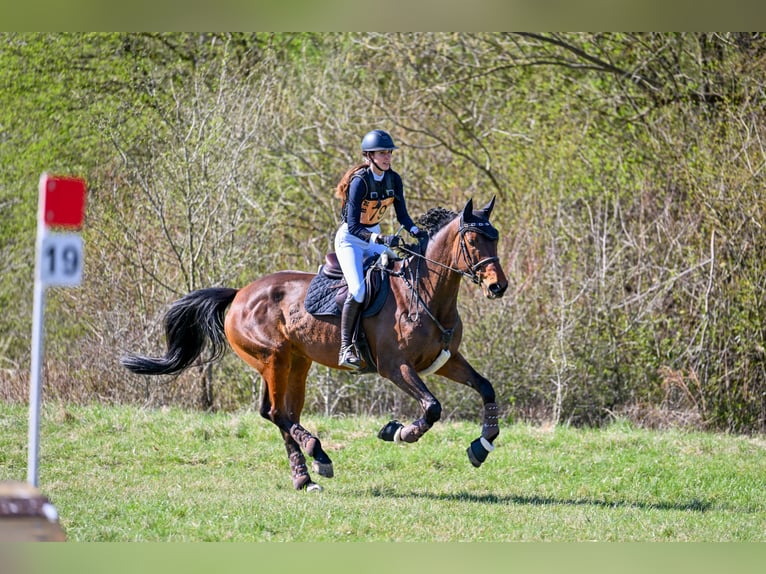 Cavallo sportivo belga Giumenta 10 Anni 173 cm Baio in Uster 1