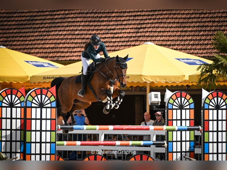 Cavallo sportivo belga Giumenta 10 Anni 173 cm Baio in Uster 1