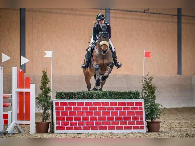 Cavallo sportivo belga Giumenta 10 Anni 173 cm Baio in Uster 1