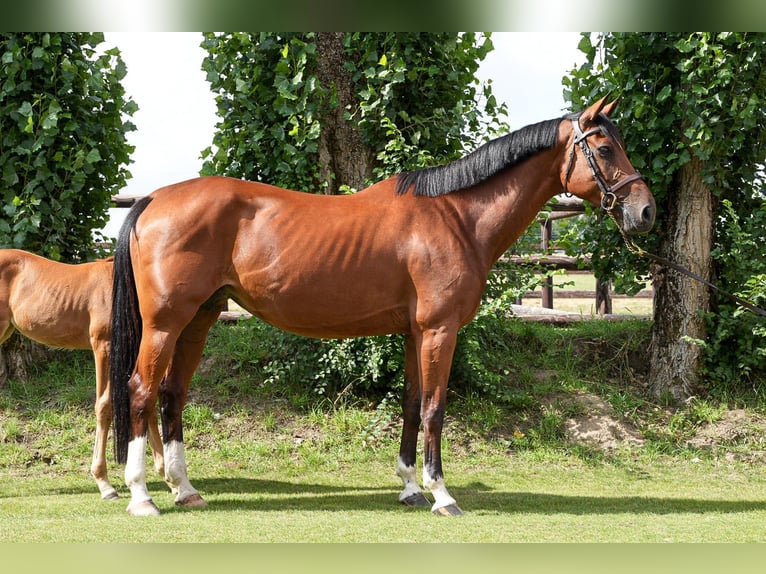Cavallo sportivo belga Giumenta 11 Anni 164 cm Baio ciliegia in Firenze