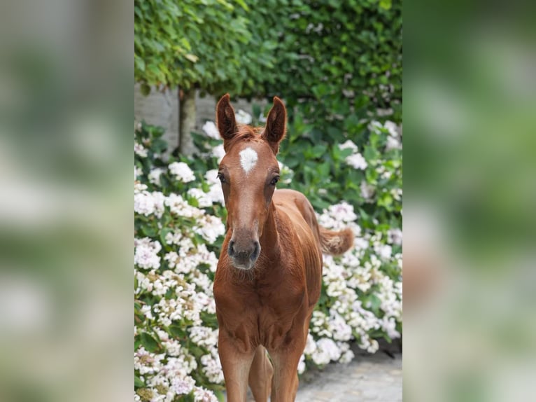 Cavallo sportivo belga Giumenta 11 Anni 164 cm Baio ciliegia in Firenze