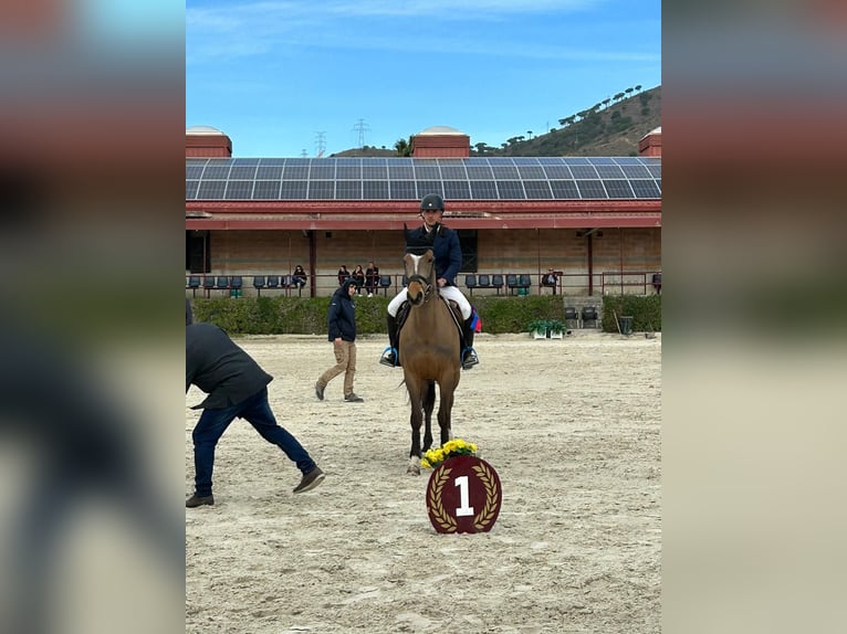 Cavallo sportivo belga Giumenta 11 Anni 165 cm Baio chiaro in Espluga De Francoli, L&#39;