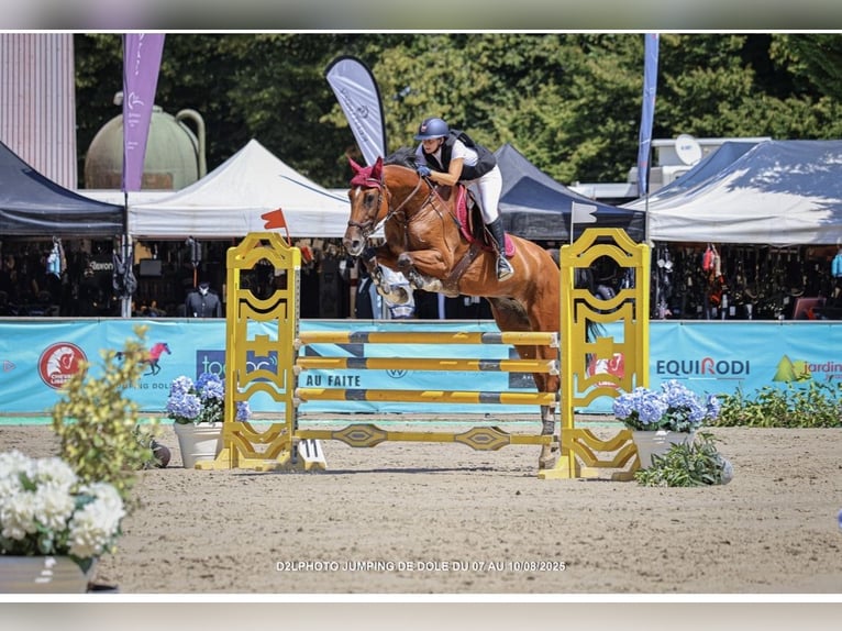Cavallo sportivo belga Giumenta 11 Anni 175 cm Baio scuro in Colmar