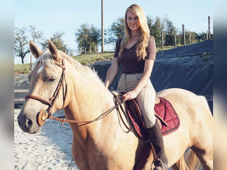 Cavallo sportivo belga Giumenta 12 Anni 160 cm Palomino in Amel