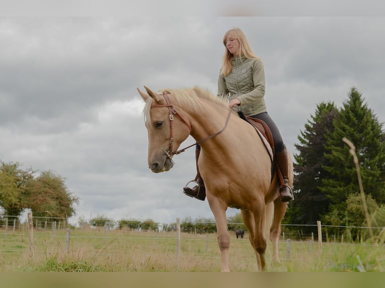 Cavallo sportivo belga Giumenta 12 Anni 160 cm Palomino in Amel