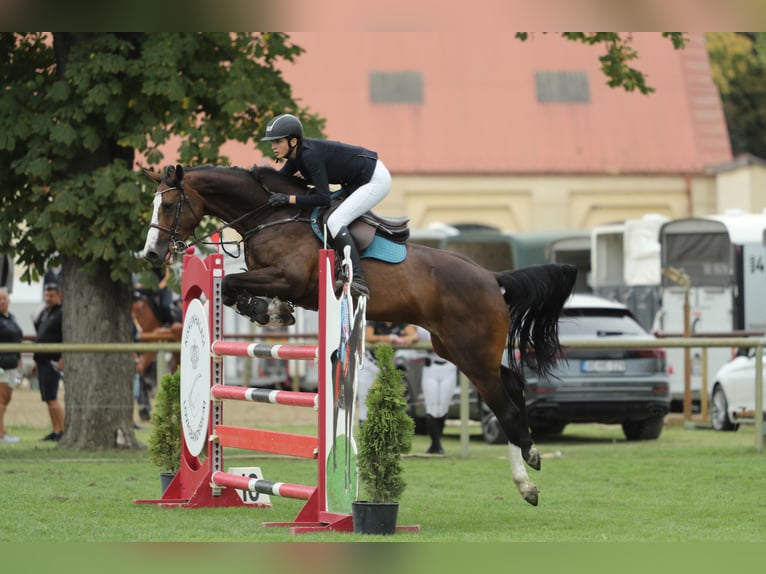 Cavallo sportivo belga Giumenta 13 Anni 168 cm Baio ciliegia in Tök