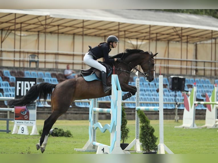 Cavallo sportivo belga Giumenta 13 Anni 168 cm Baio ciliegia in Tök