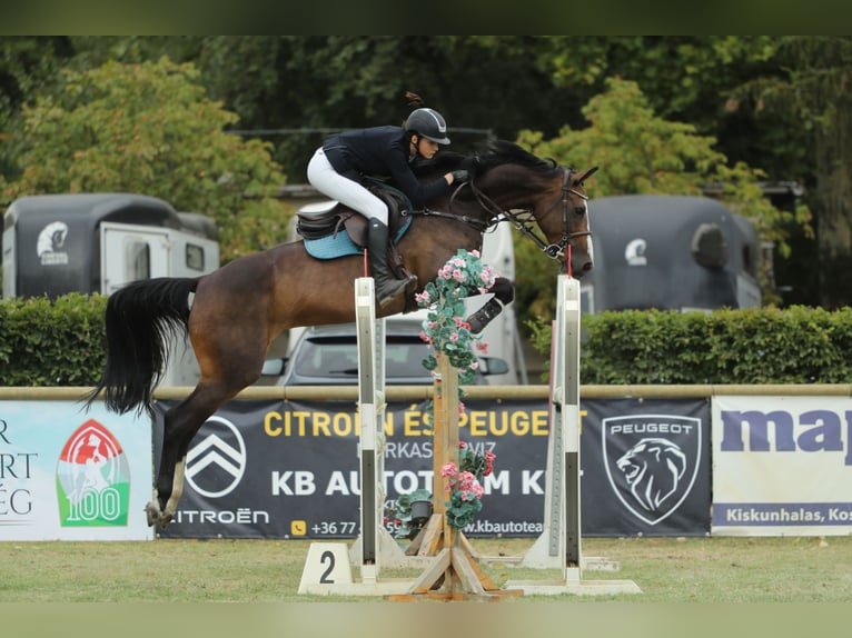 Cavallo sportivo belga Giumenta 13 Anni 168 cm Baio ciliegia in Tök