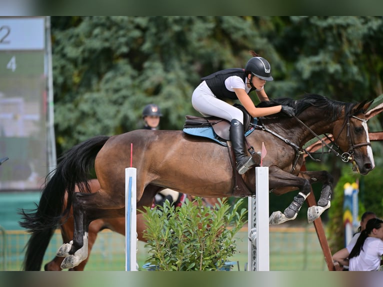 Cavallo sportivo belga Giumenta 13 Anni 168 cm Baio ciliegia in Tök