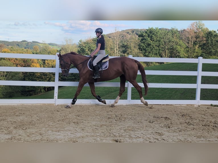Cavallo sportivo belga Giumenta 13 Anni 173 cm Sauro in Morsbach