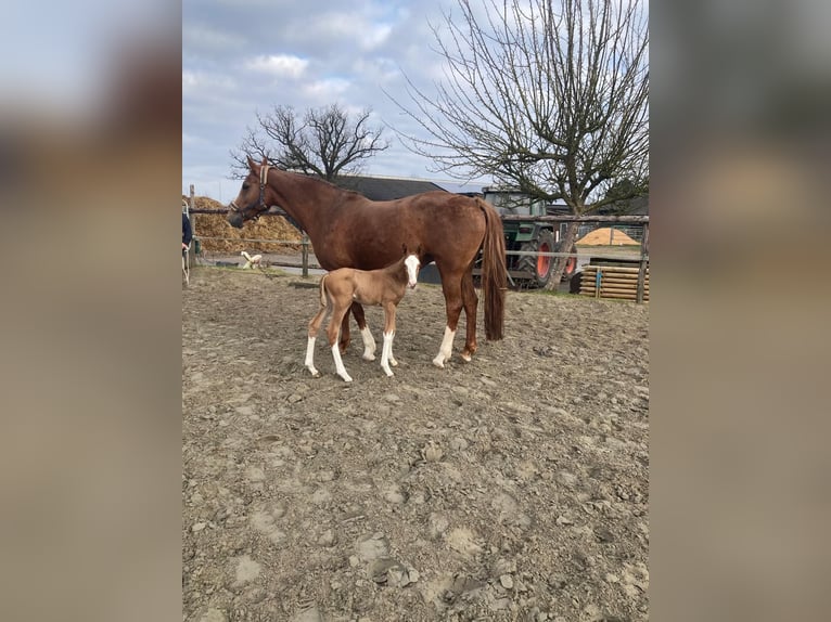 Cavallo sportivo belga Giumenta 13 Anni Sauro in Uetersen