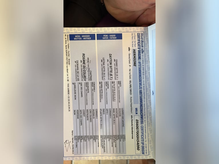 Cavallo sportivo belga Giumenta 13 Anni Sauro in Uetersen